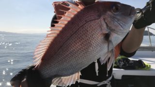 12月28日　鯛ラバ＆テンヤ真鯛で出船！ 熊本・天草・三角港・遊漁船北斗の釣果情報！