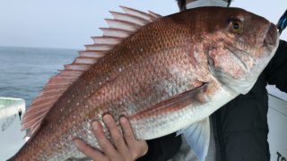 ５月５日　天草遊漁船北斗のタイラバでの釣果情報！ハチマルオーバーゲット！