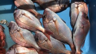 8月9日 タイラバ出船