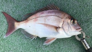 12月26日 タイラバ出船