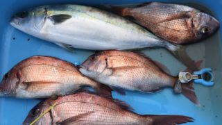 4月3日 タイラバ・鯛ジギング出船!