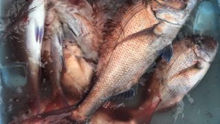 ９月11日　タイラバ出船