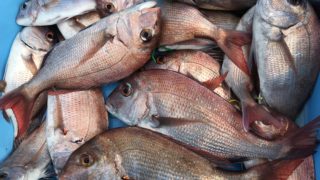 12月11日　鯛ジギング・タイラバ出船