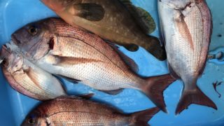 6月26日 タイラバ釣行