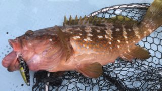 スーパーライトジギング調査釣行