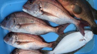 7月17日 タイラバ出船