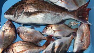 タイジギング・タイラバ出船！