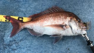 落とし込み＆SLJ