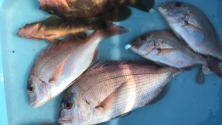 11月4日　タイラバ出船