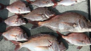 11月19日　タイラバ出船