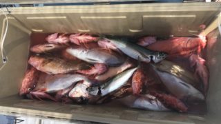 7月28日 SLJ・タイラバ