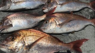 6月28日　タイジギング・タイラバ