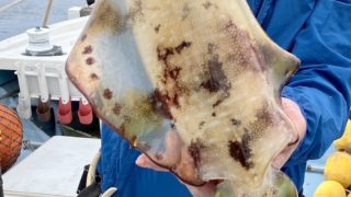 ティップラン・アオリ